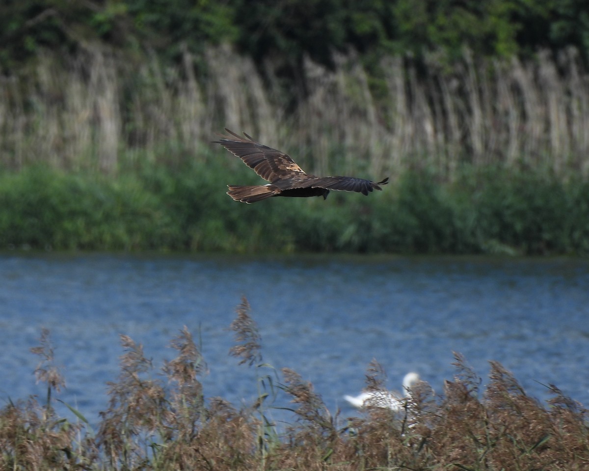 Western Marsh Harrier - ML641650810