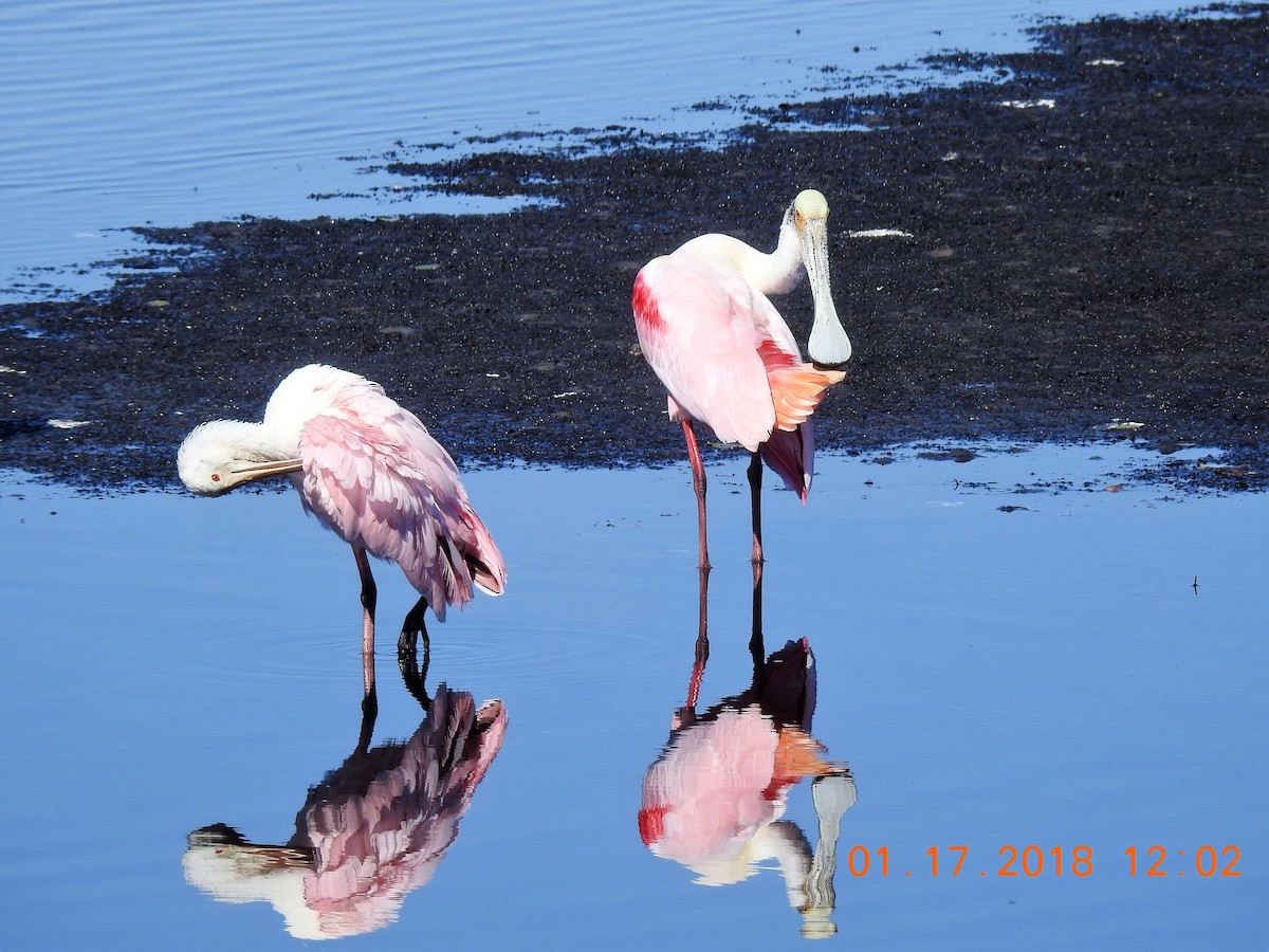 Roseate Spoonbill - ML641650822