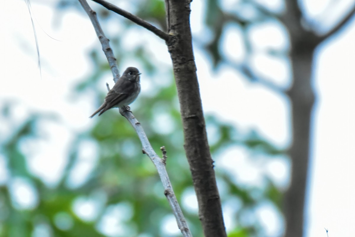 Euli-txori siberiarra - ML641650827