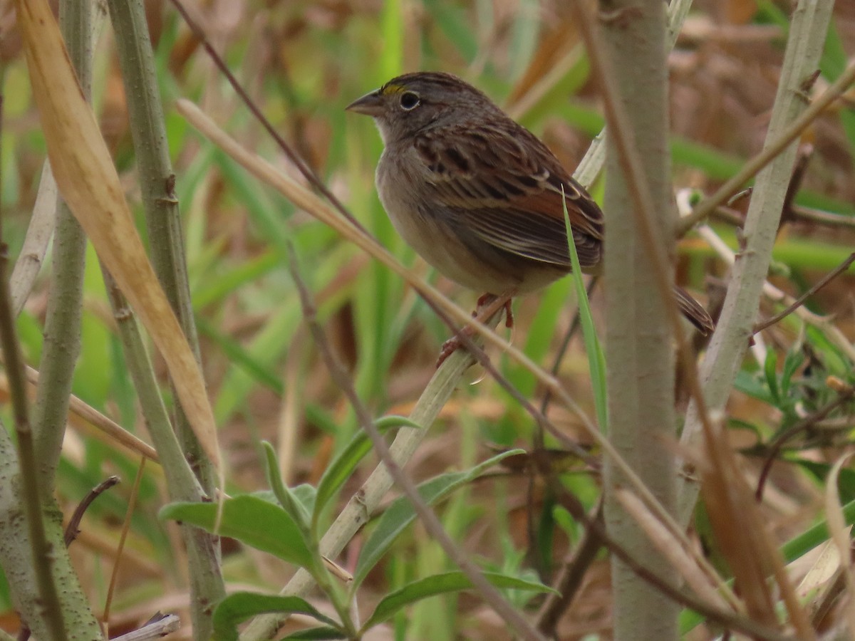 Grassland Sparrow - ML641650860