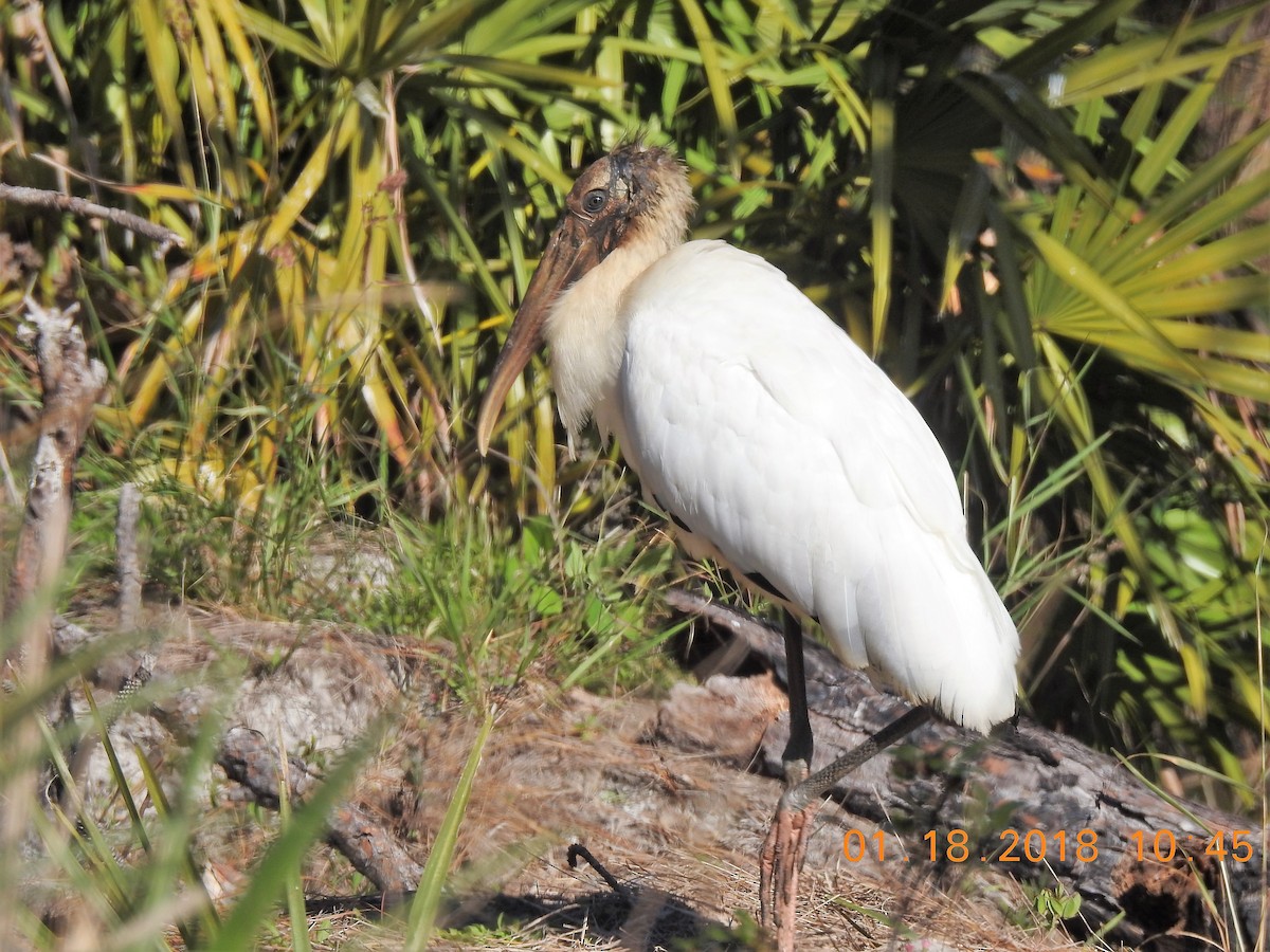 Wood Stork - ML641650897