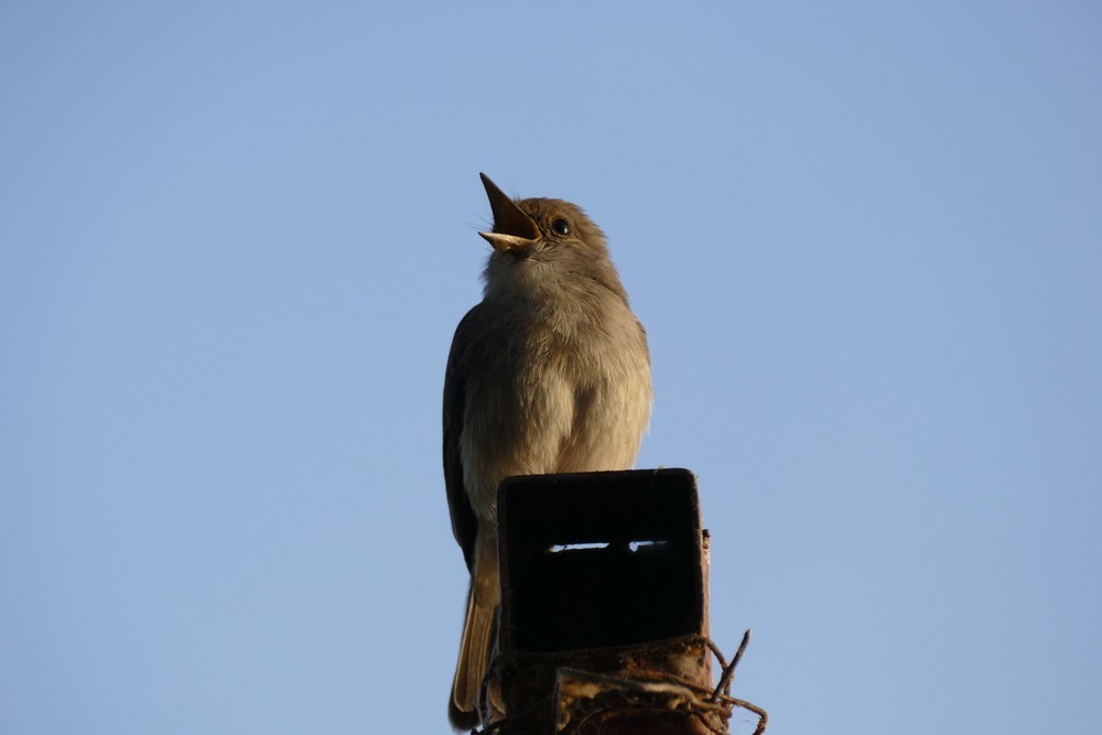 Swamp Flycatcher - ML641650905