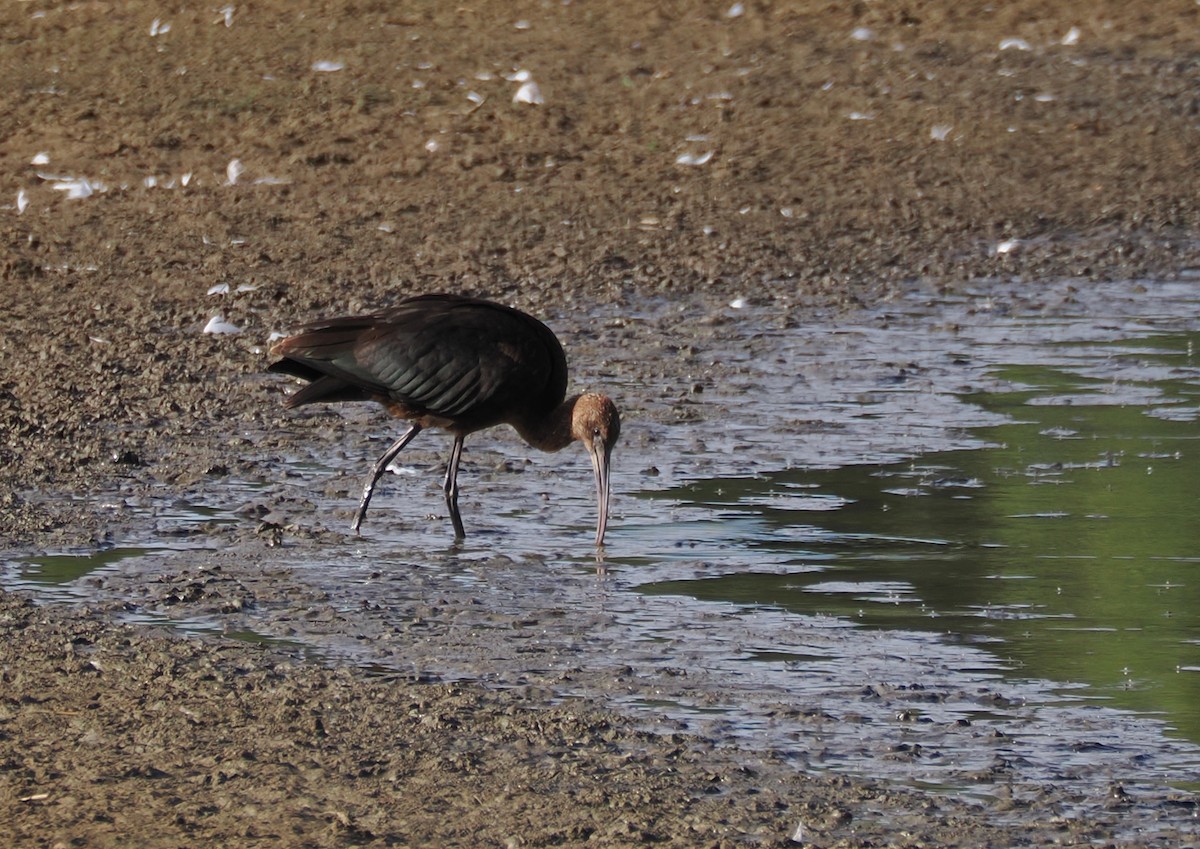 ibis hnědý - ML641650955