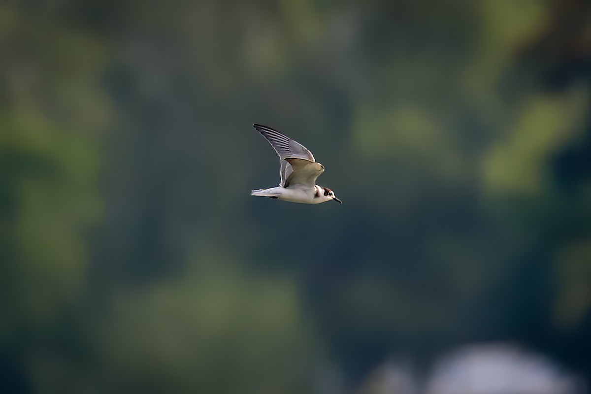 Black Tern - ML641650980