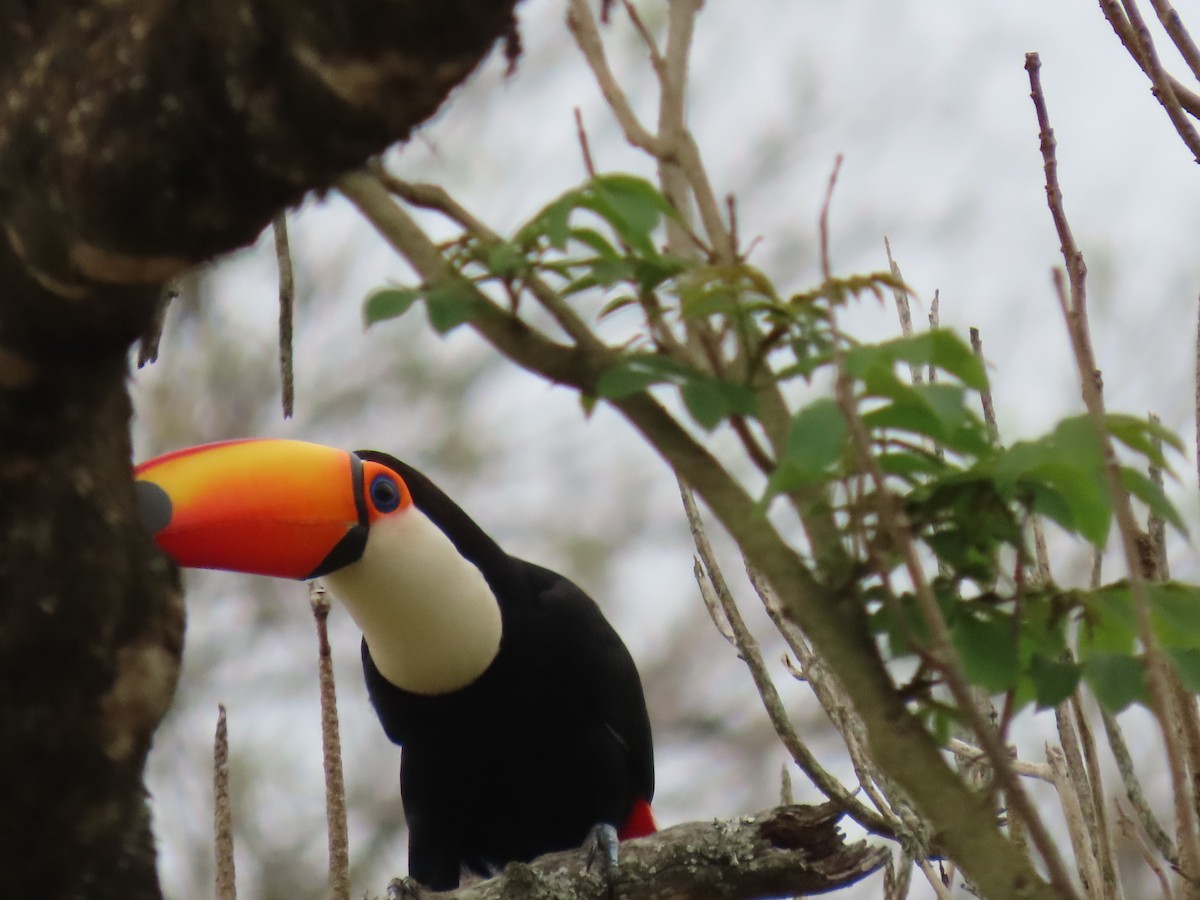 Toco Toucan - ML641651010
