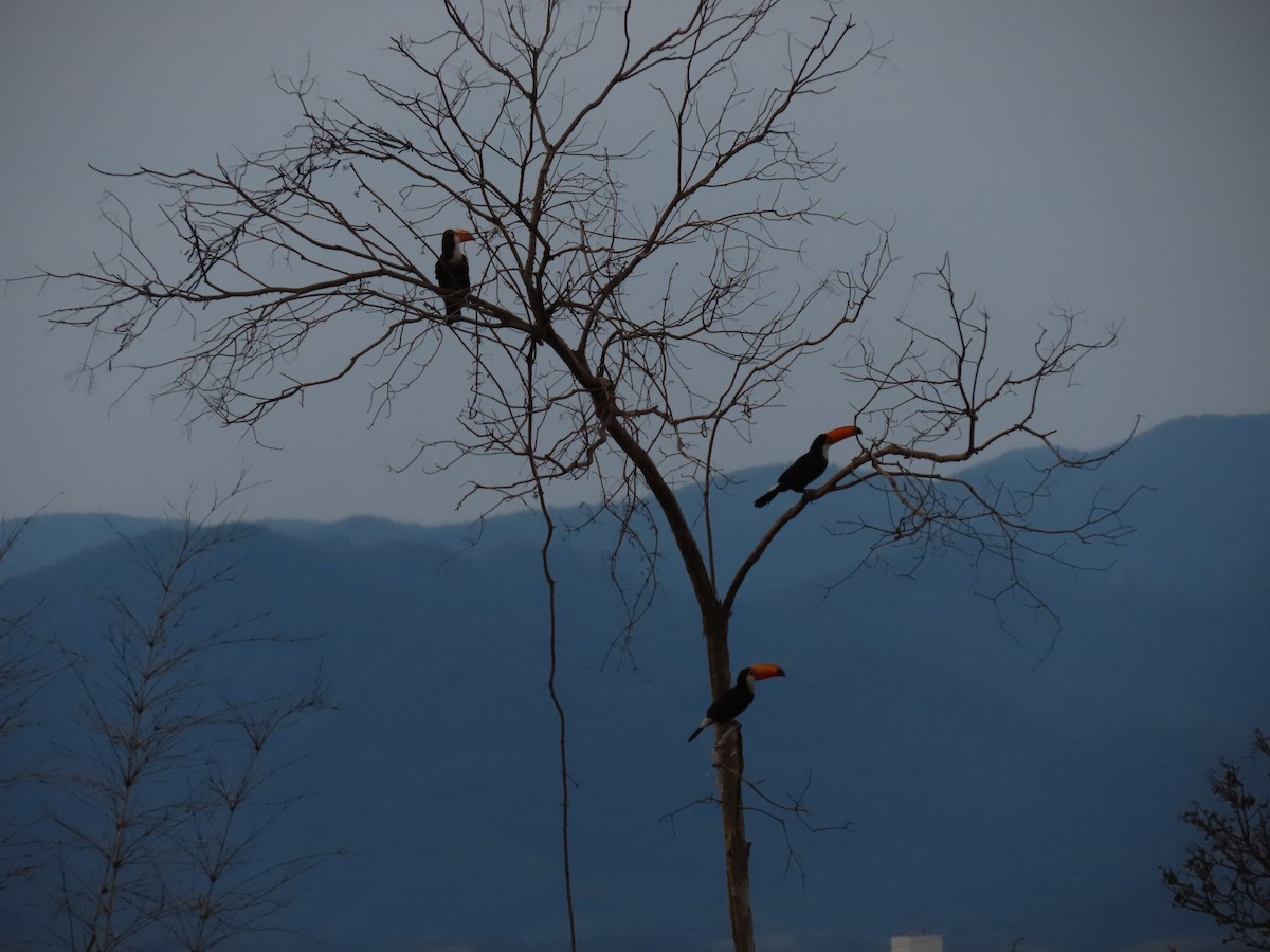 Toco Toucan - ML641651011