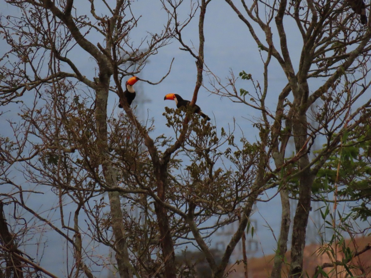Toco Toucan - ML641651012