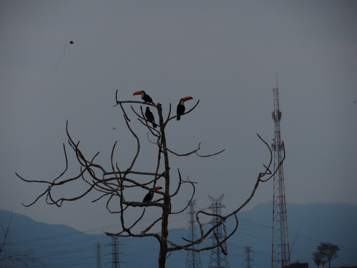 Toco Toucan - ML641651013