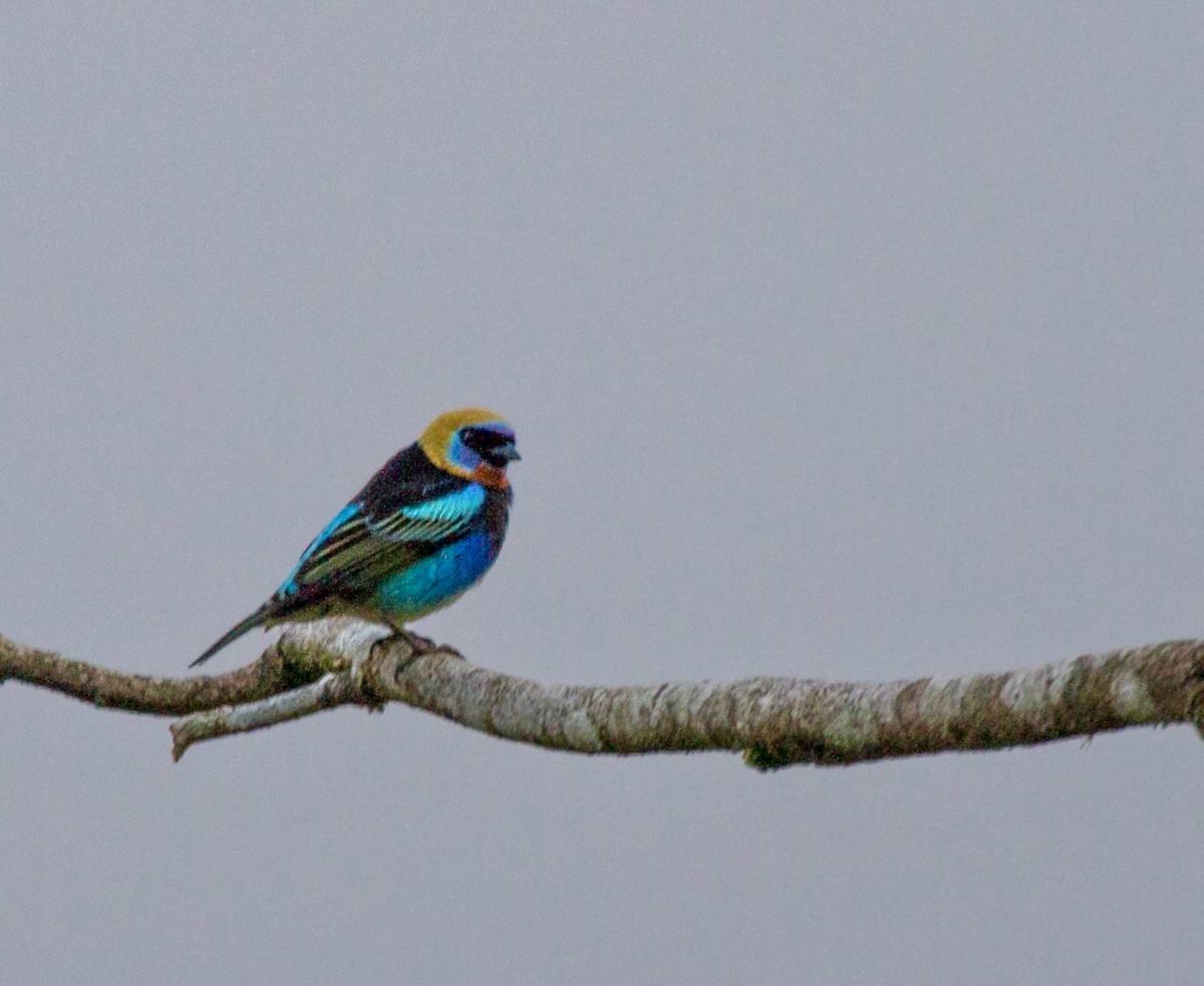 Golden-hooded Tanager - ML641651043
