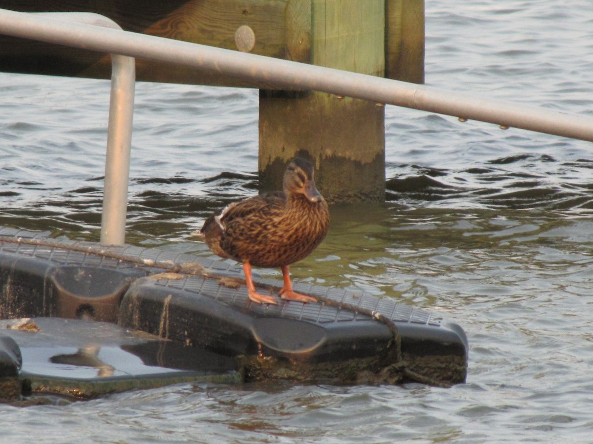 Mallard - ML641651059