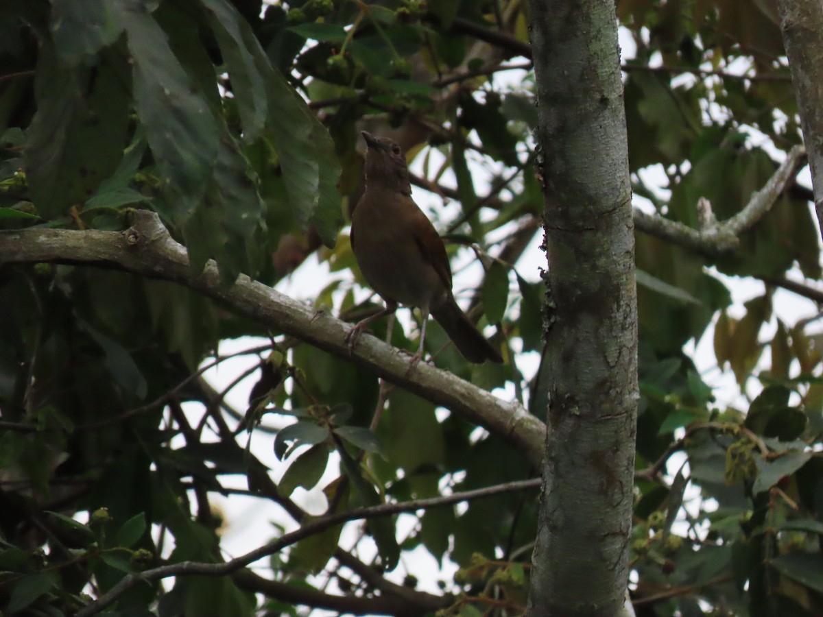 Pale-breasted Thrush - ML641651061