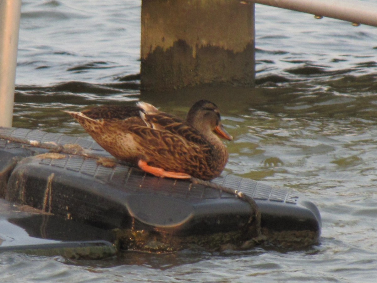 Mallard - ML641651062