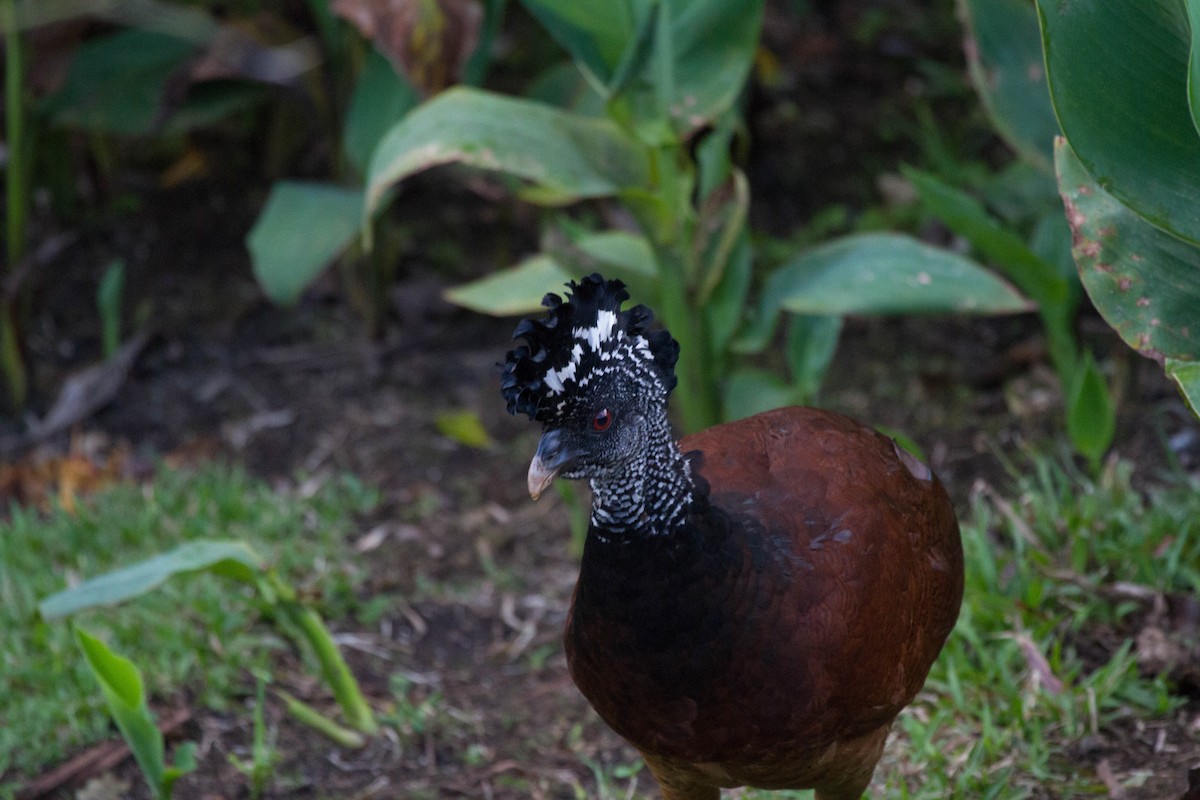 Great Curassow - ML641651071