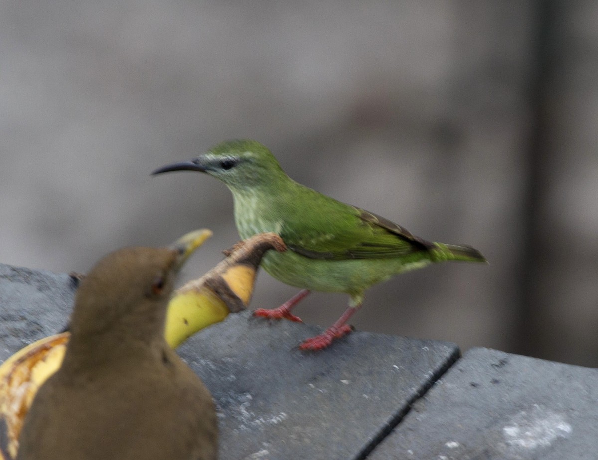 Red-legged Honeycreeper - ML641651083