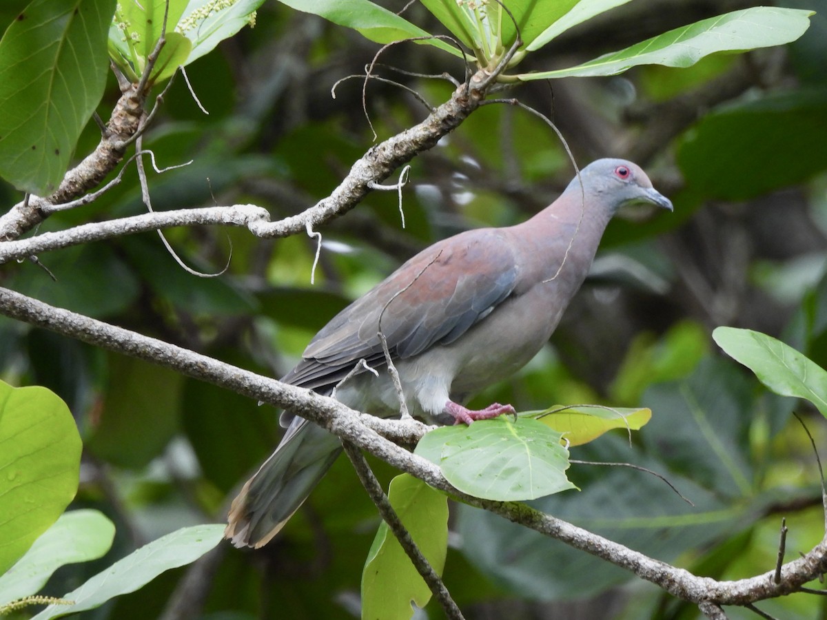 Pale-vented Pigeon - ML641651086