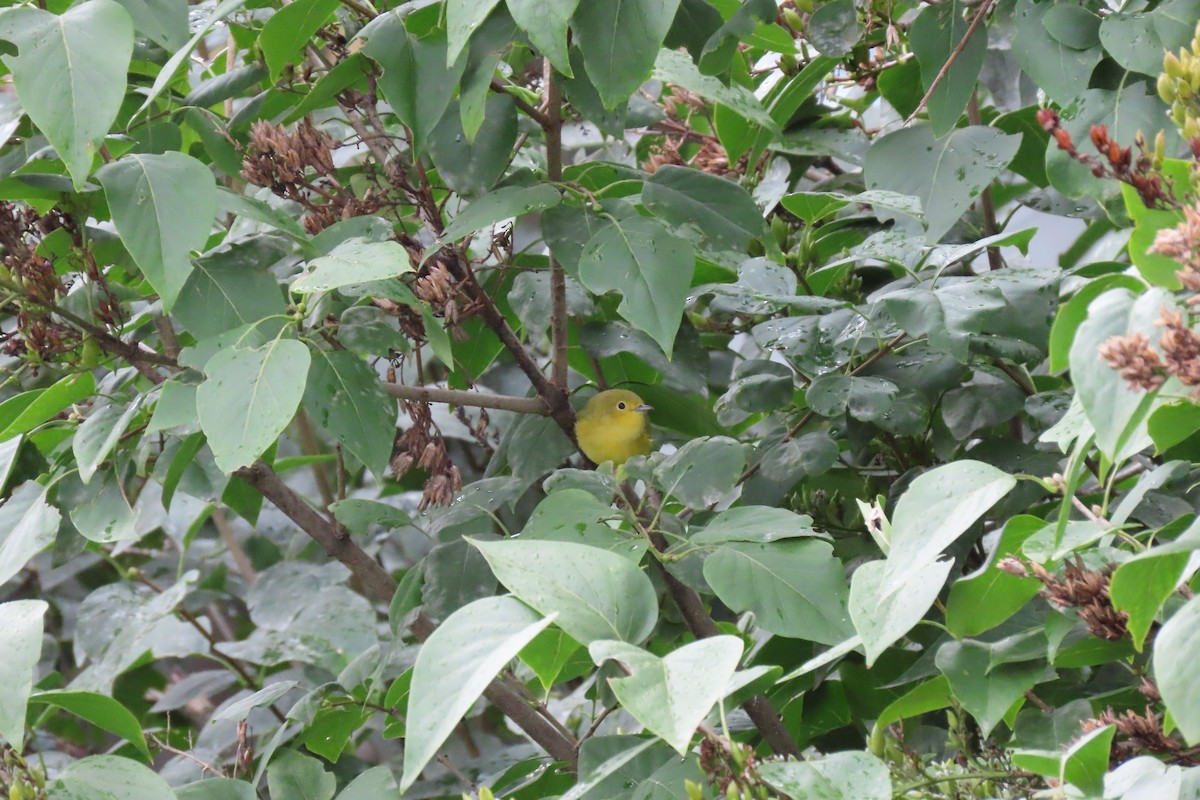 Northern Yellow Warbler - ML641651107