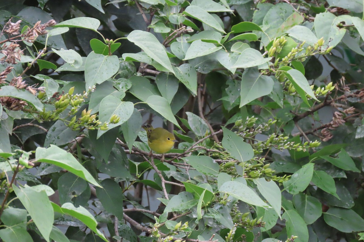 Northern Yellow Warbler - ML641651108