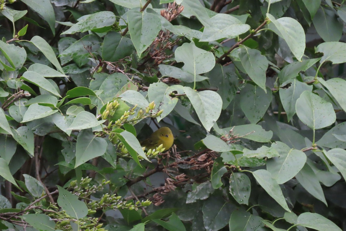 Northern Yellow Warbler - ML641651109