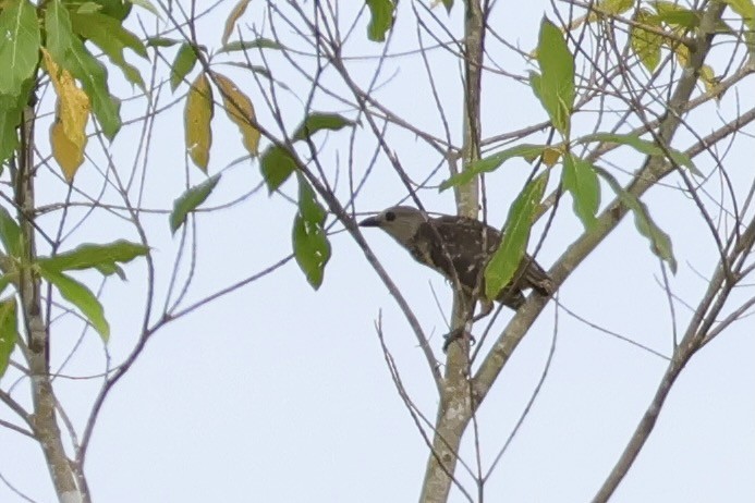 Fawn-breasted Bowerbird - ML641651137