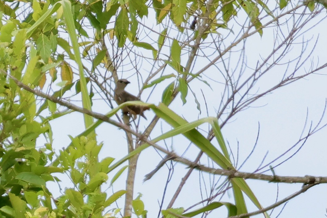 Fawn-breasted Bowerbird - ML641651138