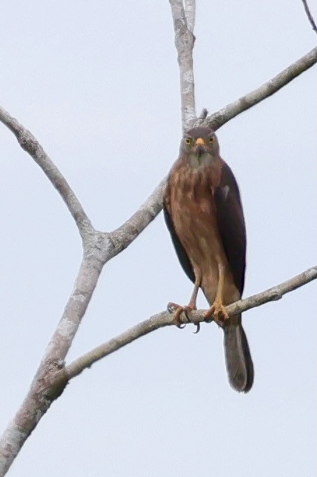 Variable Goshawk - ML641651141
