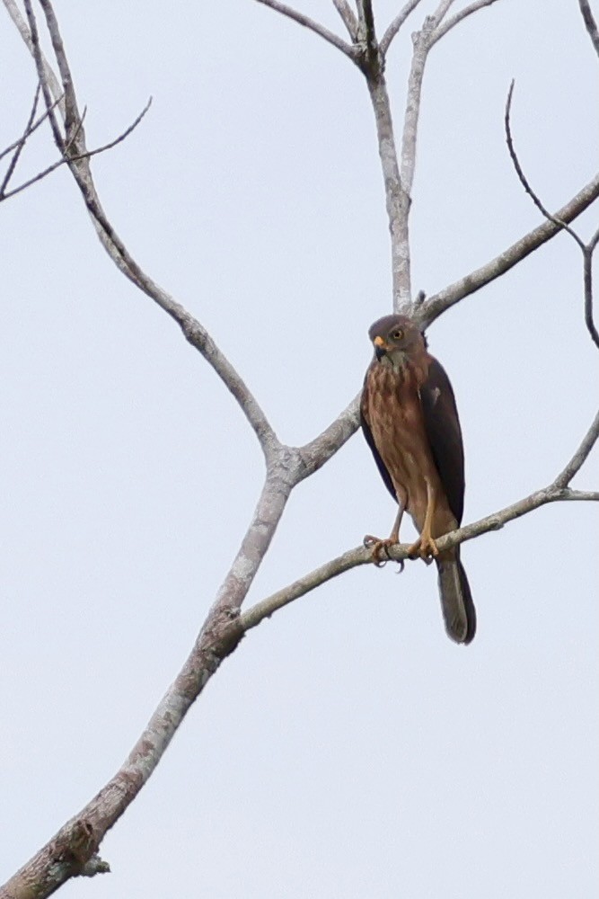 Variable Goshawk - ML641651142