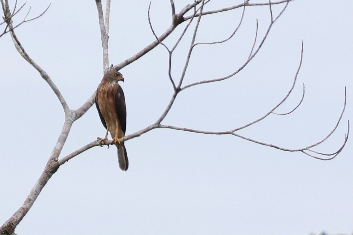 Variable Goshawk - ML641651143