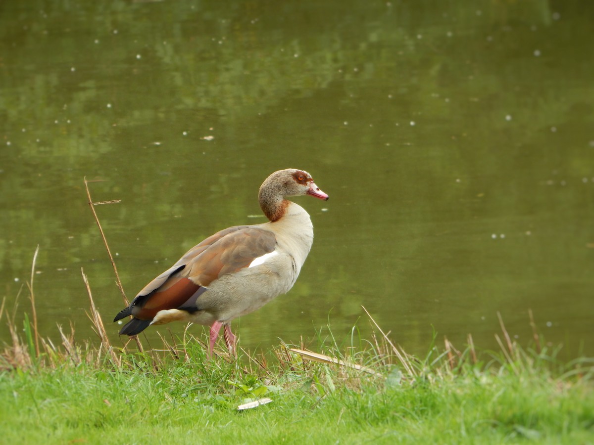 Egyptian Goose - ML641651158