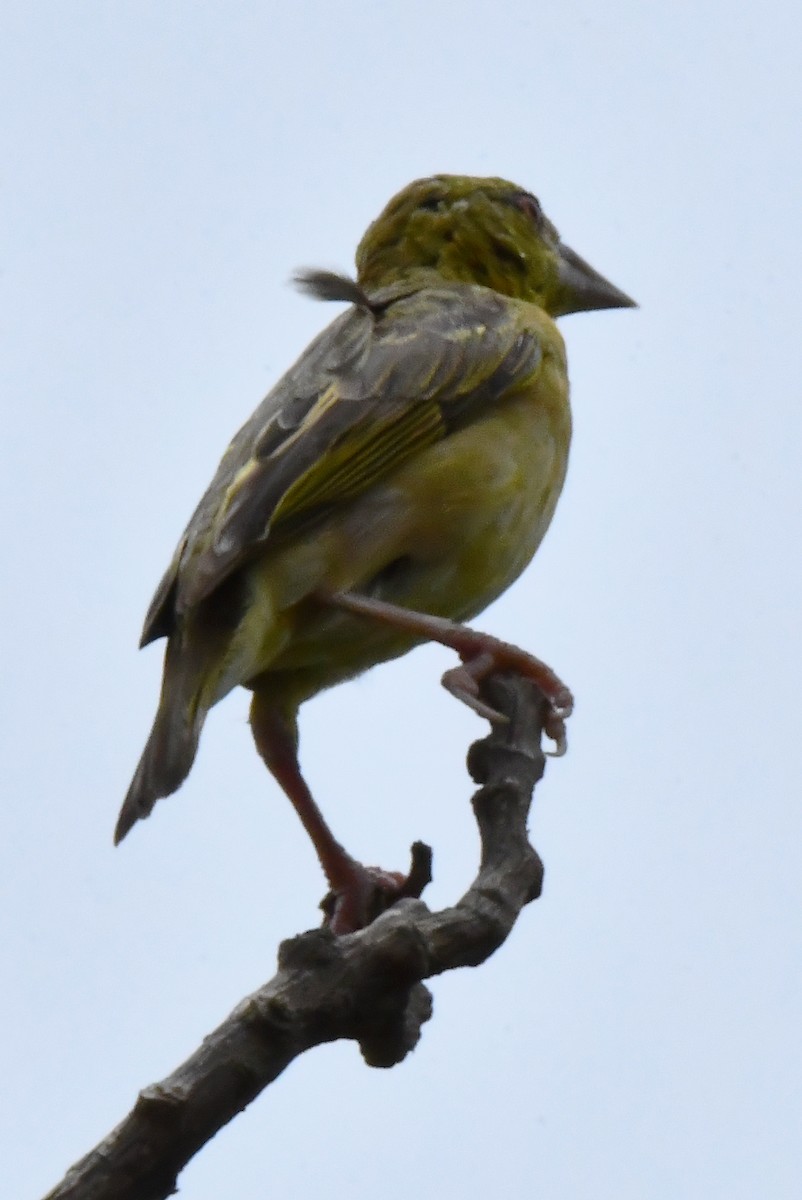 Village Weaver - ML641651160