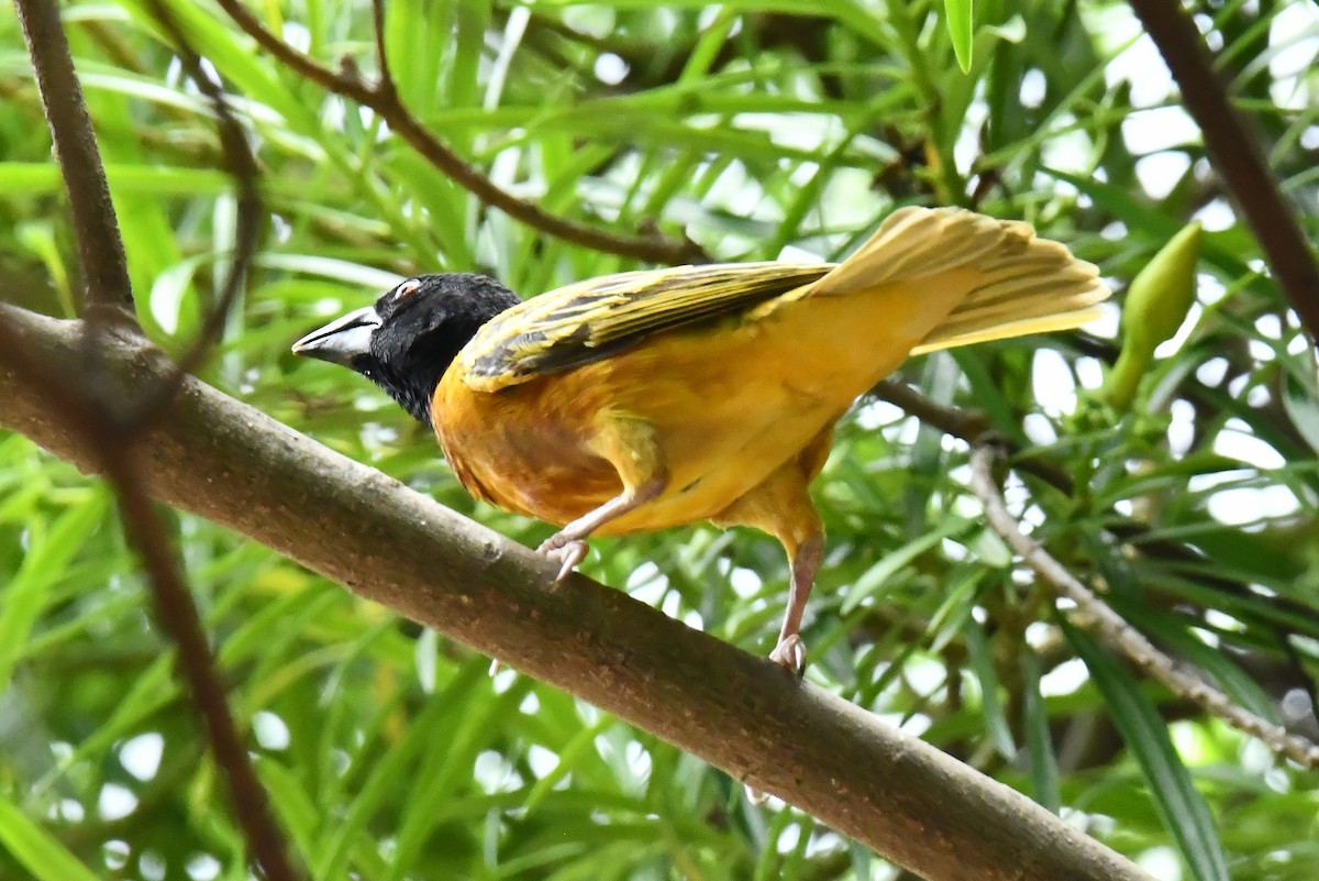 Village Weaver - ML641651161