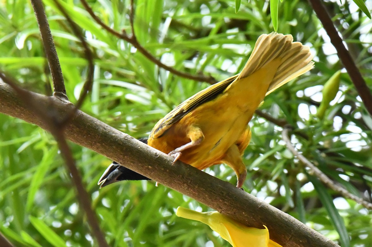 Village Weaver - ML641651162