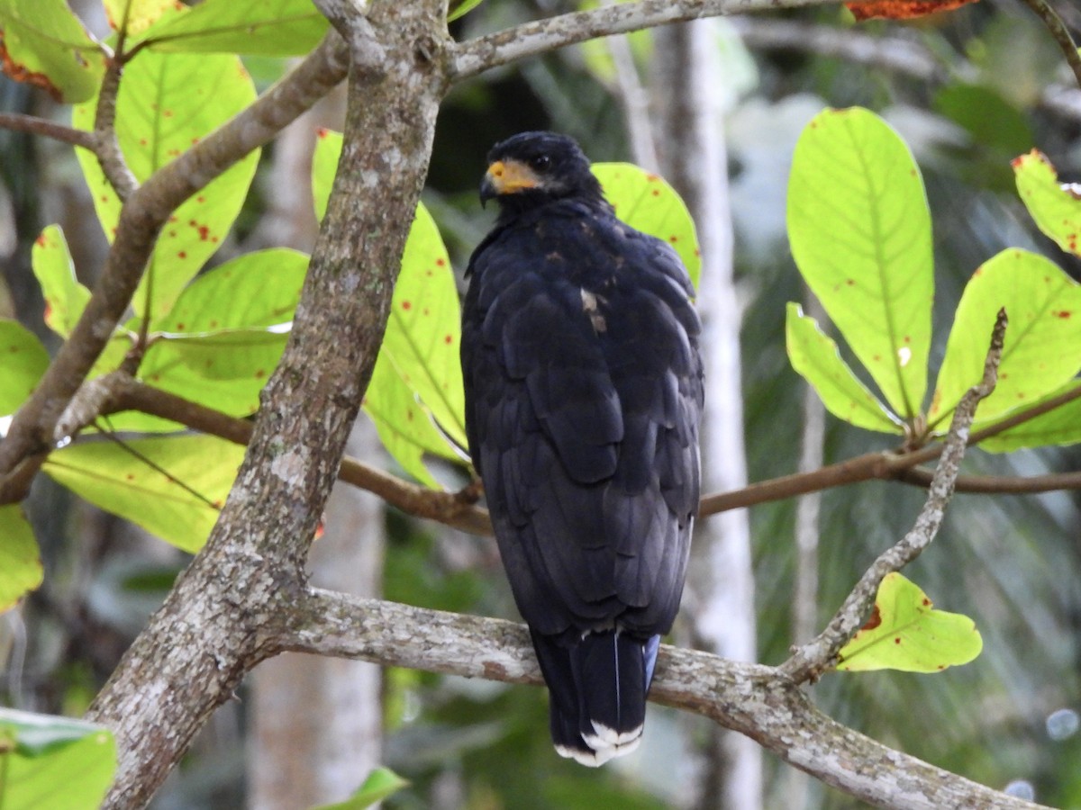 Common Black Hawk - ML641651180