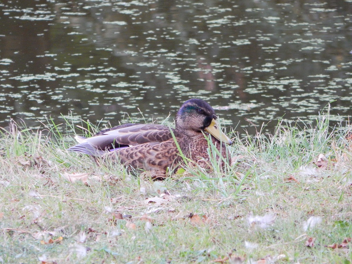 Mallard - ML641651182