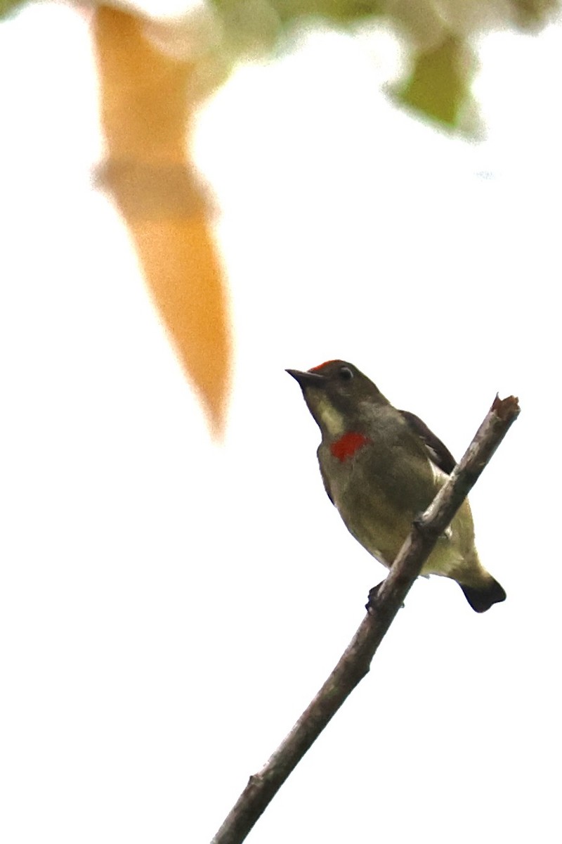 Red-capped Flowerpecker - ML641651186