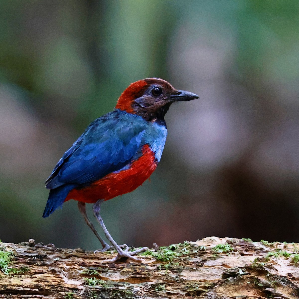 Papuan Pitta (Northern) - ML641651190