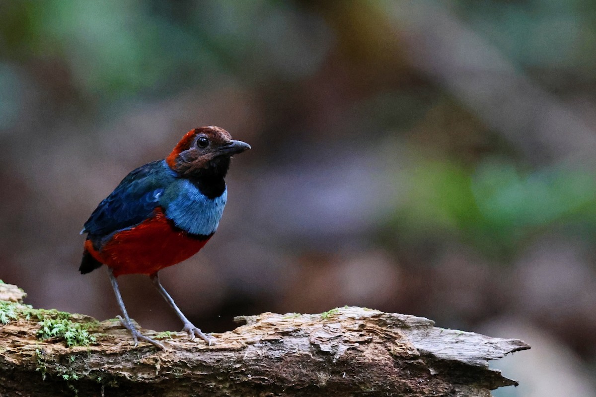 Papuan Pitta (Northern) - ML641651191