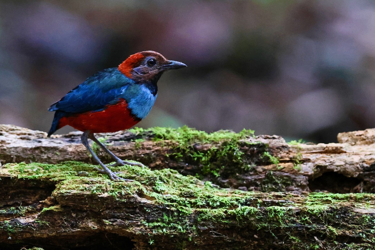 Papuan Pitta (Northern) - ML641651192