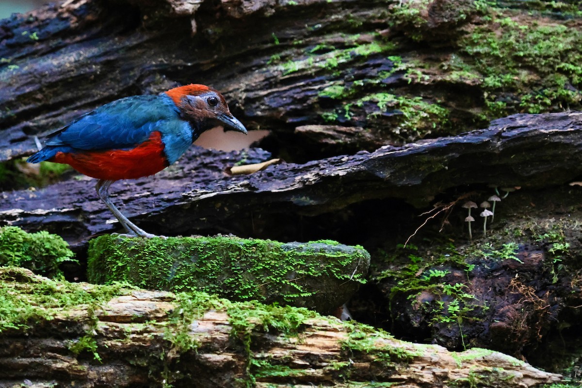 Papuan Pitta (Northern) - ML641651193