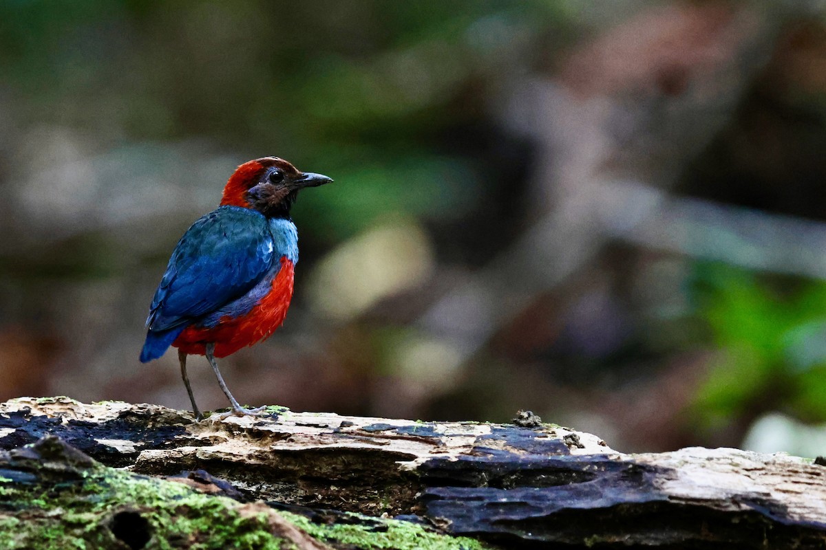 Papuan Pitta (Northern) - ML641651194