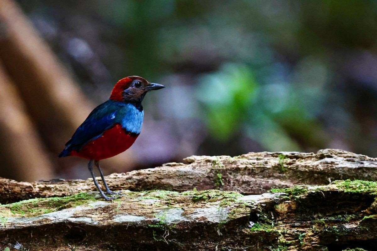 Papuan Pitta (Northern) - ML641651195