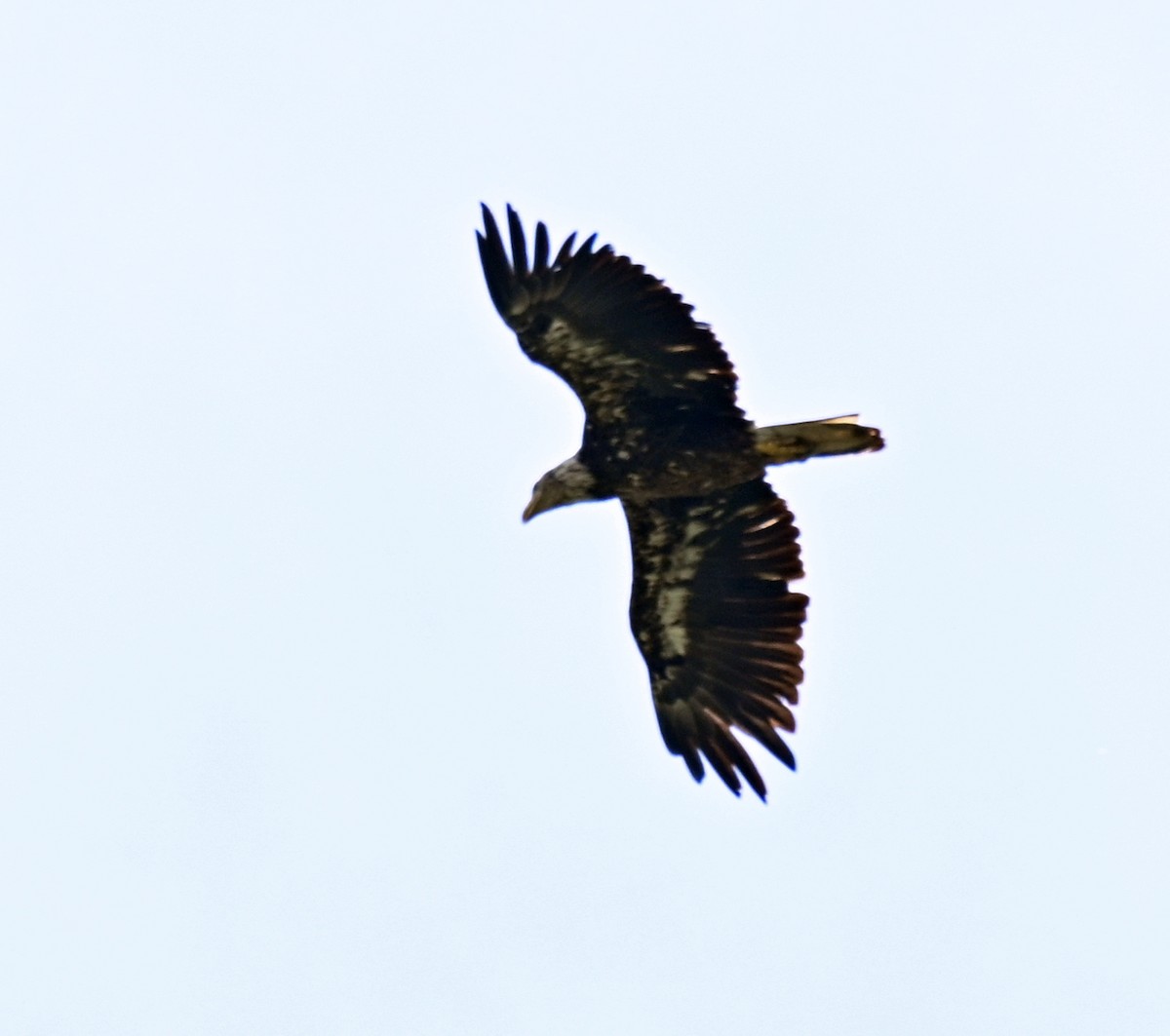 Weißkopf-Seeadler - ML641651199