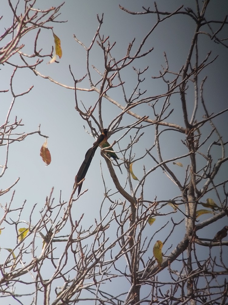 Exclamatory Paradise-Whydah - ML641651207