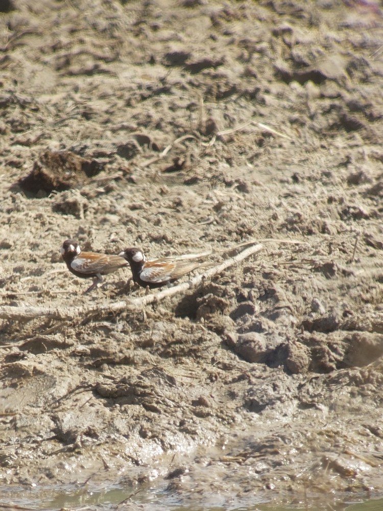 Chestnut-backed Sparrow-Lark - ML641651212