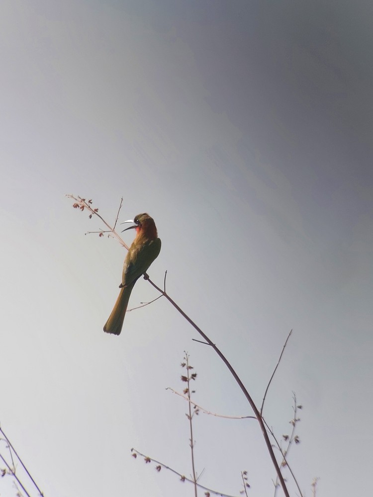 Red-throated Bee-eater - ML641651215