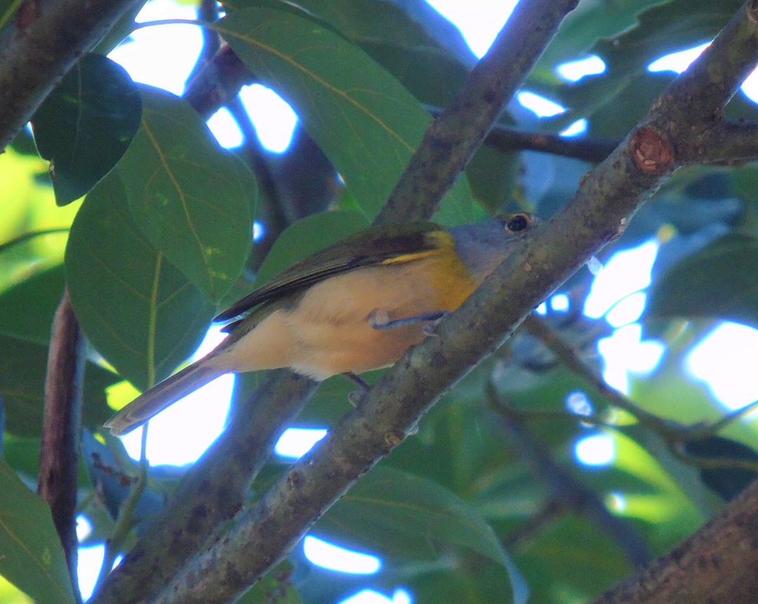 Green-backed Becard (Green-backed) - ML641651219
