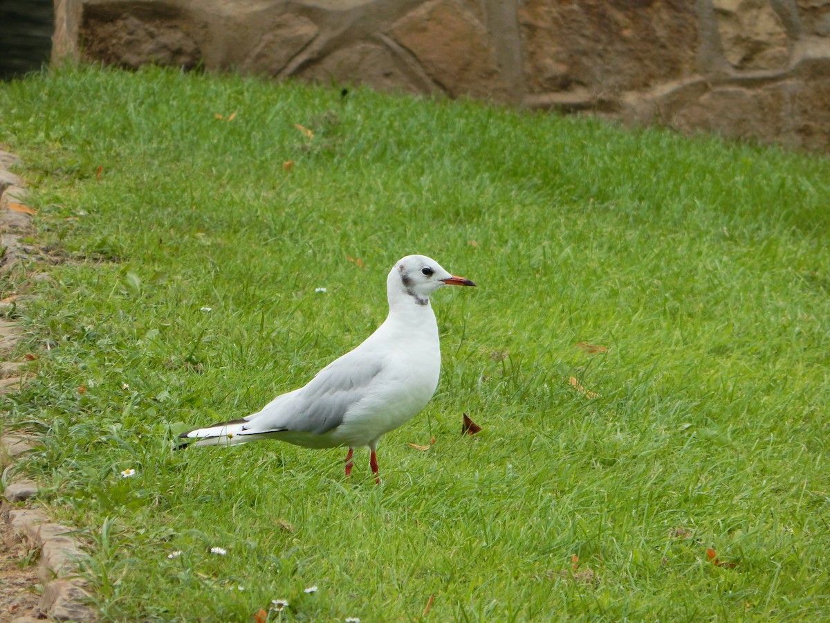 Black-headed Gull - ML641651224