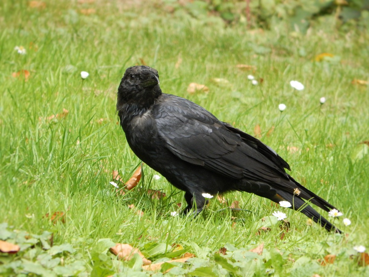 Carrion Crow - ML641651248
