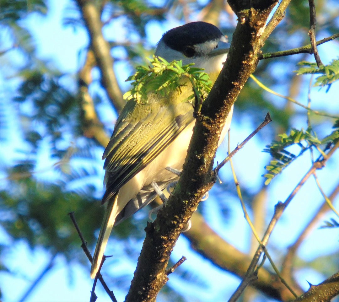 Green-backed Becard (Green-backed) - ML641651251