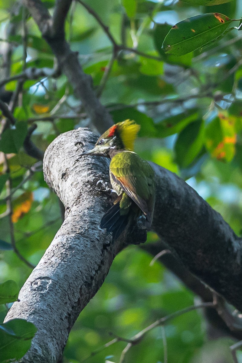 Lesser Yellownape - ML641651261