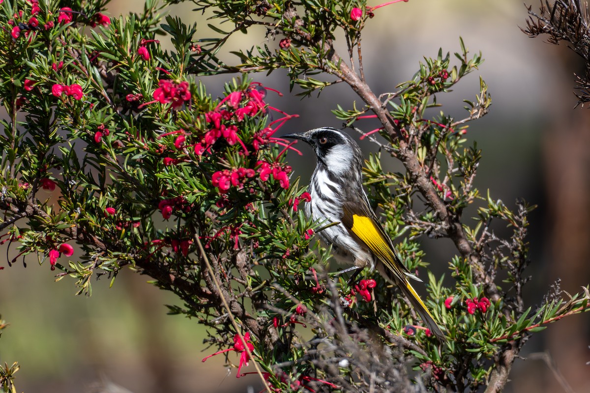 New Holland x White-cheeked Honeyeater (hybrid) - ML641651265